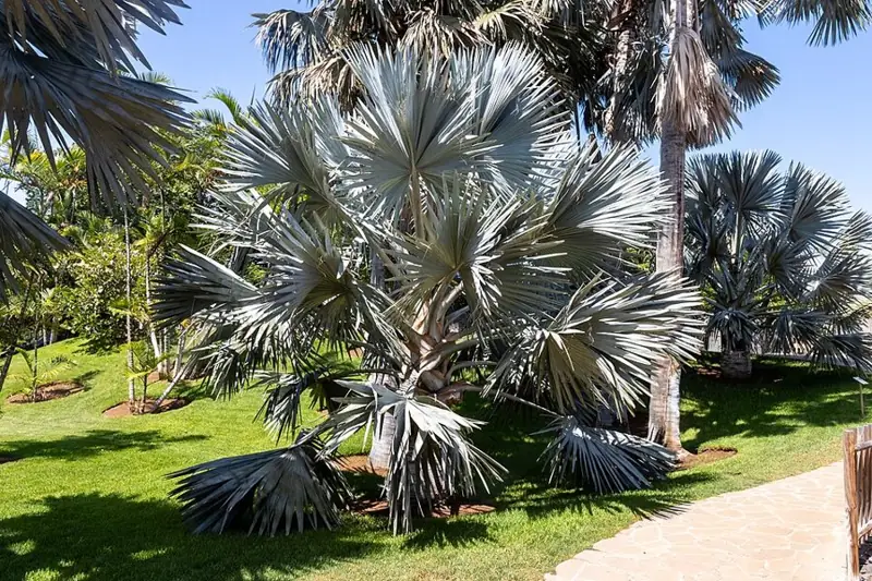 Palmetum